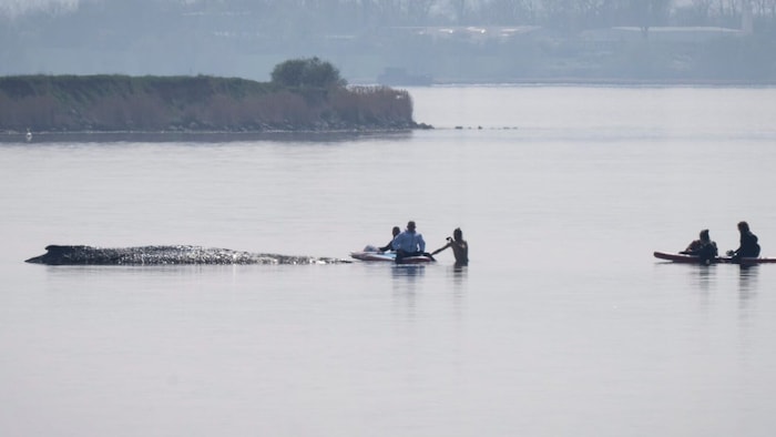 Immer wieder nähern sich Helfer dem Tier.