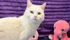 Katzen-Seniorin „Lena“ sucht schon bald ein neues, liebevolles Zuhause.