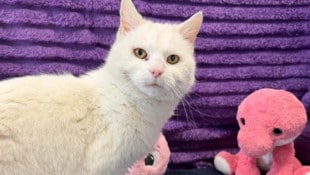 Katzen-Seniorin „Lena“ sucht schon bald ein neues, liebevolles Zuhause.