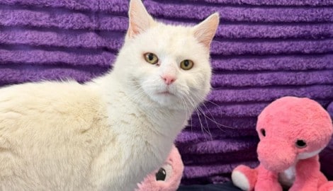 Katzen-Seniorin „Lena“ sucht schon bald ein neues, liebevolles Zuhause.