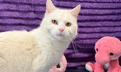 Katzen-Seniorin „Lena“ sucht schon bald ein neues, liebevolles Zuhause.