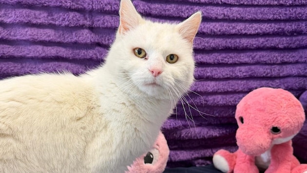 Katzen-Seniorin „Lena“ sucht schon bald ein neues, liebevolles Zuhause.