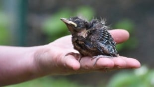 Die meisten am Boden gefundenen Jungvögel sind sogenannte Ästlinge, die das Nest bewusst ...