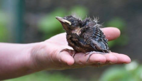 Die meisten am Boden gefundenen Jungvögel sind sogenannte Ästlinge, die das Nest bewusst ...