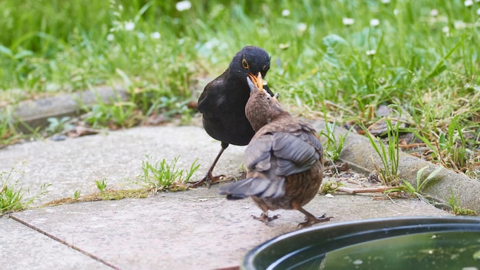 Nach dem Verlassen des Nestes werden die jungen Amseln noch etwa ein bis zwei Wochen von den ...