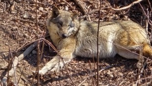 Das Land Tirol hat eine Abschussverordnung für einen Risikowolf im Oberland erlassen.