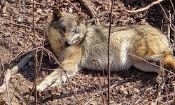 Das Land Tirol hat eine Abschussverordnung für einen Risikowolf im Oberland erlassen.