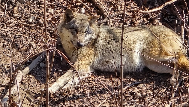 Das Land Tirol hat eine Abschussverordnung für einen Risikowolf im Oberland erlassen.