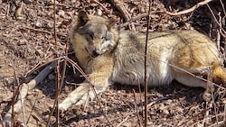 Das Land Tirol hat eine Abschussverordnung für einen Risikowolf im Oberland erlassen.