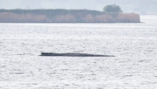 Am Freitag ist ein neuer Versuch angelaufen, um den gestrandeten Buckelwal „Timmy“ zu retten.