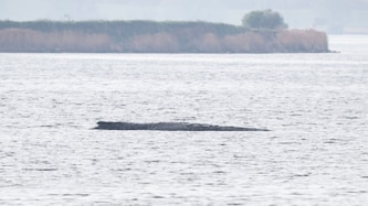 Am Freitag ist ein neuer Versuch angelaufen, um den gestrandeten Buckelwal „Timmy“ zu retten.