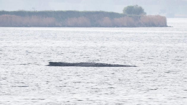 Am Freitag ist ein neuer Versuch angelaufen, um den gestrandeten Buckelwal „Timmy“ zu retten.