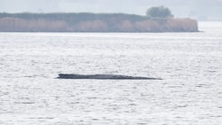 Am Freitag ist ein neuer Versuch angelaufen, um den gestrandeten Buckelwal „Timmy“ zu retten.