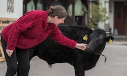 Kerstin Hausegger mit Stier „Silvio“, der ein Frühchen war und mit der Flasche aufgezogen wurde.