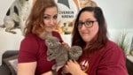 Süß, aber schwerkranke Dauerpatienten: Die beiden Faltohr-Katzen warten nun im Tierheim Krems ...