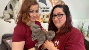 Süß, aber schwerkranke Dauerpatienten: Die beiden Faltohr-Katzen warten nun im Tierheim Krems ...