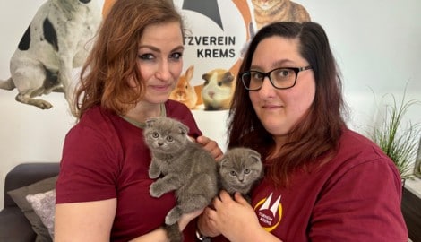 Süß, aber schwerkranke Dauerpatienten: Die beiden Faltohr-Katzen warten nun im Tierheim Krems ...