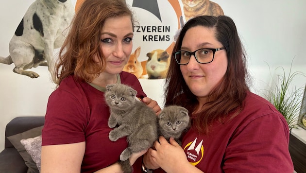 Süß, aber schwerkranke Dauerpatienten: Die beiden Faltohr-Katzen warten nun im Tierheim Krems ...