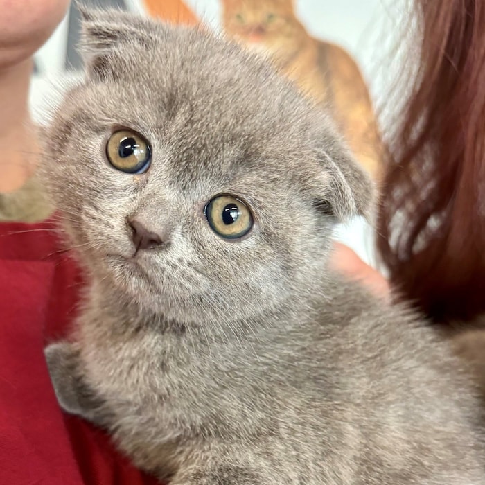 Faltohrkatzen leiden an einem folgenschweren Gendefekt.
