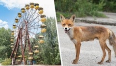 Verlassene Plätze und deformierte Tiere: beeindruckende Fotos als Zeitzeugen der schrecklichen ...