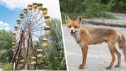 Verlassene Plätze und deformierte Tiere: beeindruckende Fotos als Zeitzeugen der schrecklichen ...