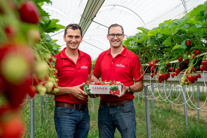 „Erdbeer-Geschwister“ Martin (li.) und Lukas (r.) von der Familie Lehner. Im Erdbeerstadl in ...