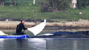 Am Freitag gab es wieder Zeichen von Buckelwal „Timmy“. Er könnte gestresst sein oder Schmerzen ...