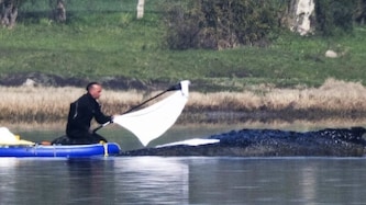 Am Freitag gab es wieder Zeichen von Buckelwal „Timmy“. Er könnte gestresst sein oder Schmerzen ...