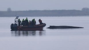 Der geschwächte Wal liegt am Samstag bereits den 19. Tag an derselben Position in der Kirchsee ...