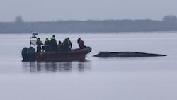 Der geschwächte Wal liegt am Samstag bereits den 19. Tag an derselben Position in der Kirchsee ...