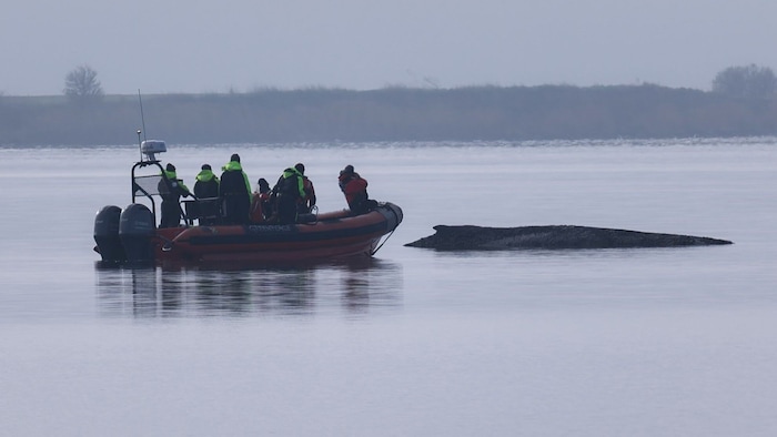 Am Samstag hatten die Helfer nach eigenen Angaben unter anderem versucht, das Maul des Tieres zu ...