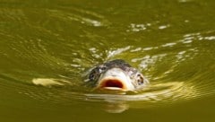 Karpfen präferieren wärmeres Wasser.