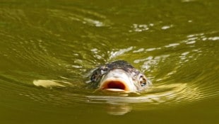 Karpfen präferieren wärmeres Wasser.