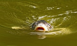 Karpfen präferieren wärmeres Wasser.