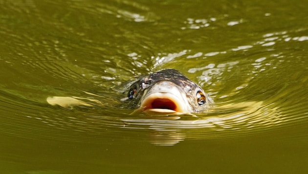 Karpfen präferieren wärmeres Wasser.
