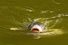 Karpfen präferieren wärmeres Wasser.