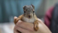 Auch 20 Eichhörnchenbabys werden jetzt im Verein umsorgt. Sie wären sonst gestorben.  