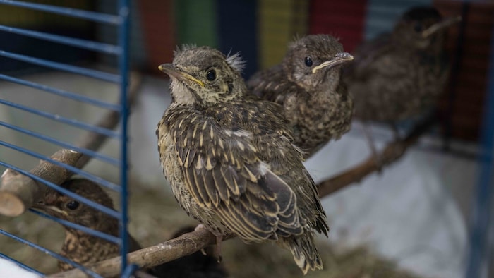 Auch die ersten PIepmätze sind schon da