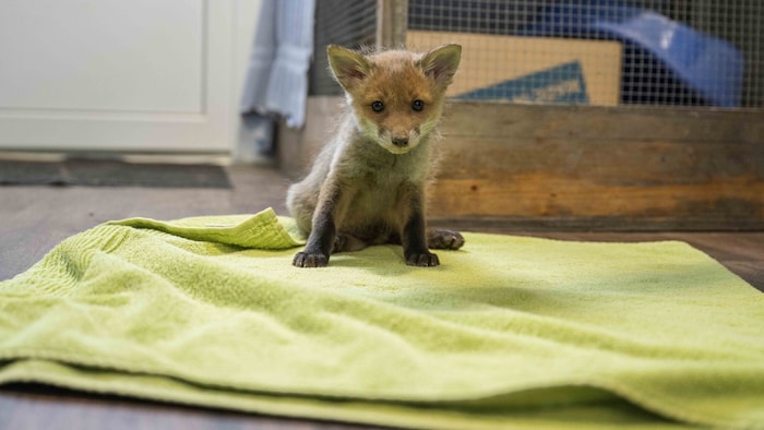 Dieser kleine Fuchs wurde gemeinsam mit drei Geschwistern mutterlos unter umgestürztem Holz ...