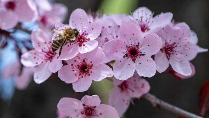 In Saalfelden freuen sich schon die Bienen