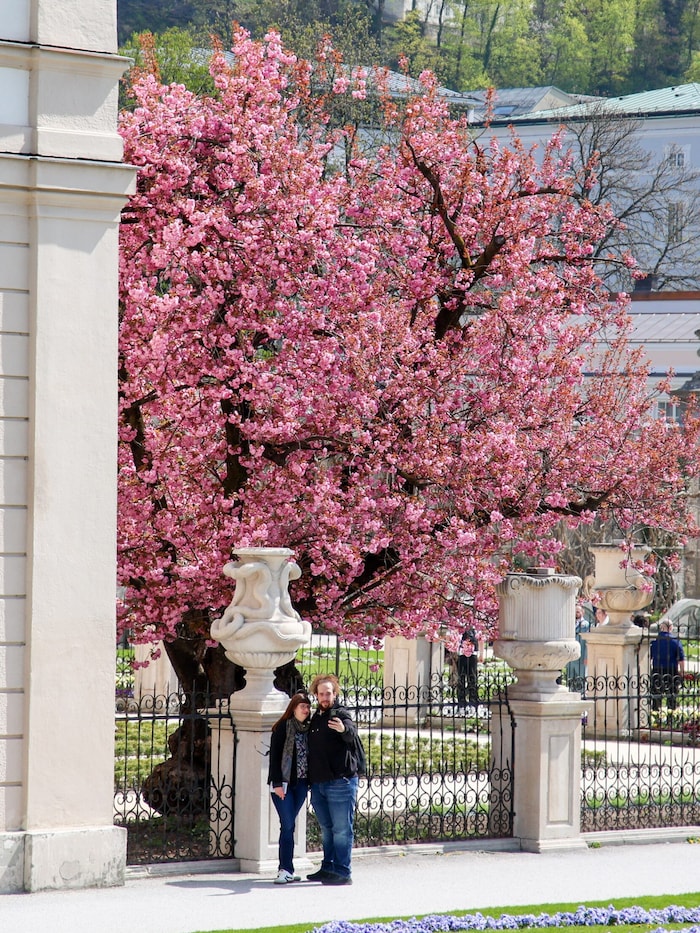 Schon jetzt ist der Baum im Mirabellgarten beliebt für Fotos und Selfies.