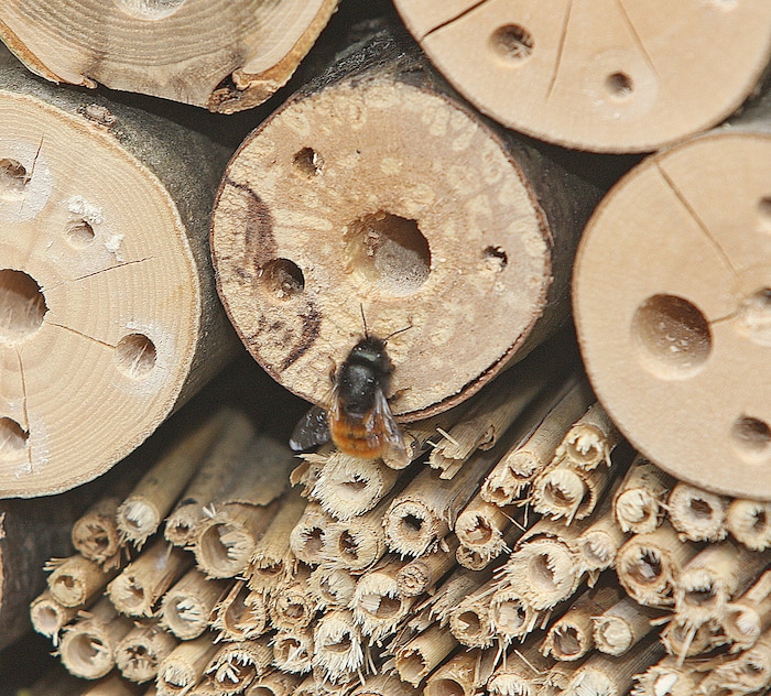 Bei Insektenhotels heißt es, Obacht geben: Sind sie aus nicht heimischen Hölzern, werden sie oft ...