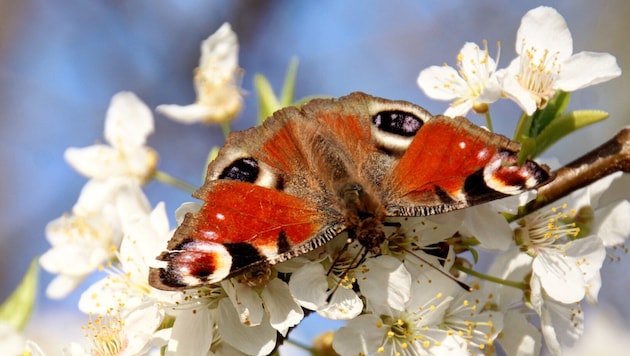 Das wunderschöne Tagpfauenauge überwintert oft auf Dachböden, jetzt müssen sie ins Freie ...