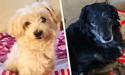 Wo sind „Lucy“ (li.) und „Scandy“? Hinweise werden erbeten.