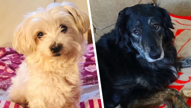 Wo sind „Lucy“ (li.) und „Scandy“? Hinweise werden erbeten.