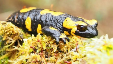 Die Begegnung mit einem Feuersalamander – verkrochen unter Laub – endete für einen jungen ...