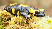 Die Begegnung mit einem Feuersalamander – verkrochen unter Laub – endete für einen jungen ...