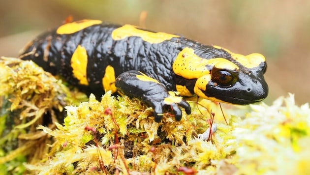 Feuersalamander genießen das Naturparadies Frankenfels