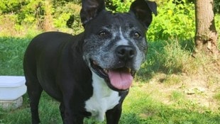 Oma Gurke verdient ein neues Zuhause.