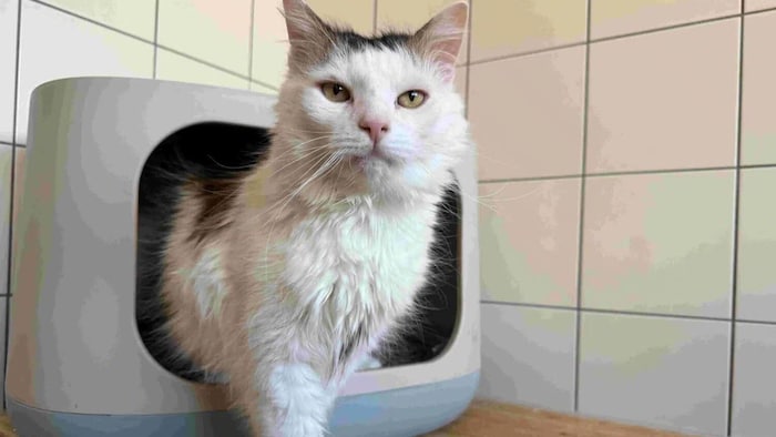 Simber sucht ein neues Zuhause.
